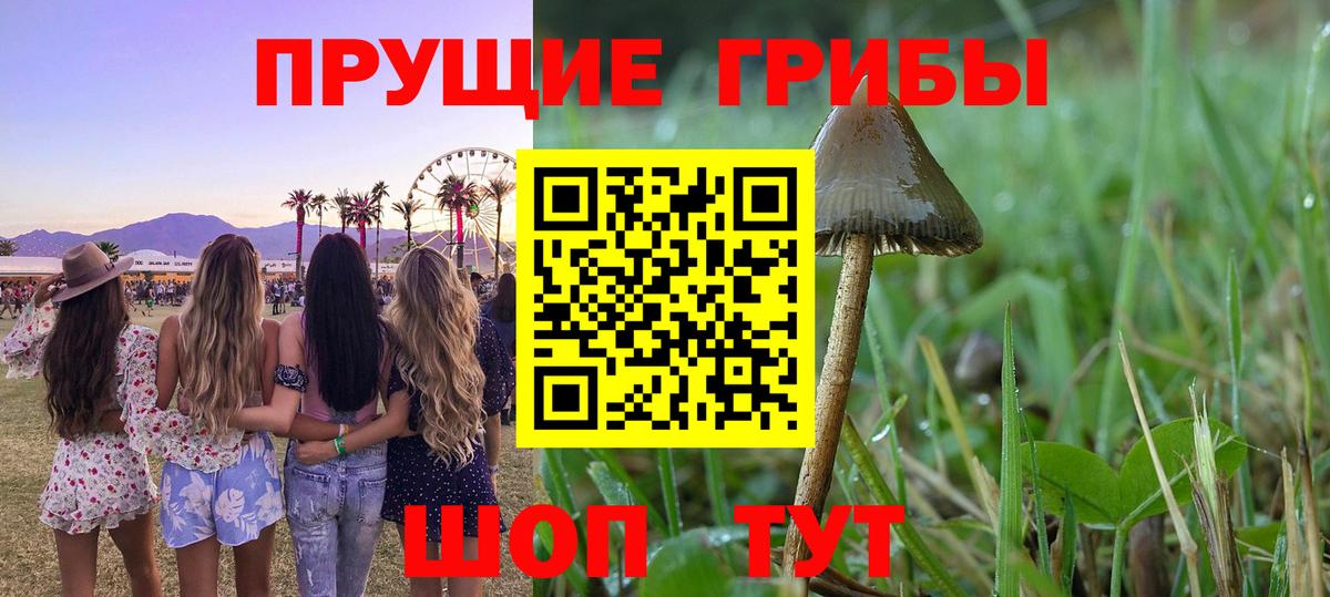 Галлюциногенные грибы Psilocybe  Псилоцибиновые грибы GOLDEN TEACHER  Вход с VPN  купить  сайты  Краснотурьинск 